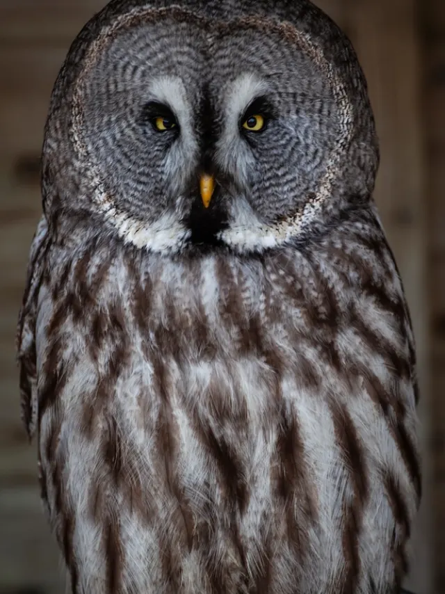 Wildlife